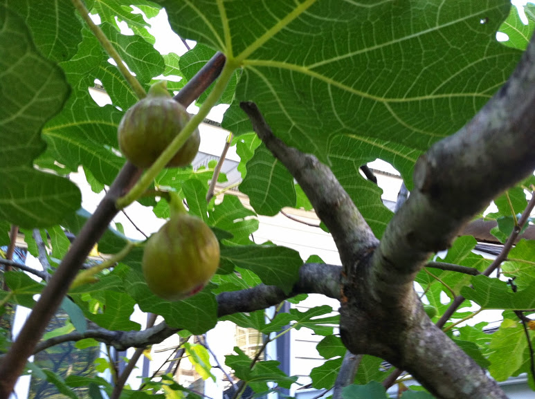 little_portion_friary_figs